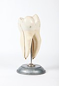Human tooth,historical anatomical model