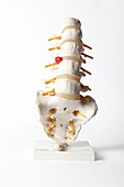 Human spine,anatomical model