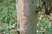 Ash dieback disease