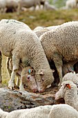 Alpine sheep farm,France
