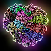 Bacteriophage portal proteins