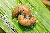 Slugs mating