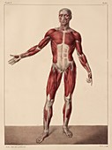 Whole body musculature,1831 artwork