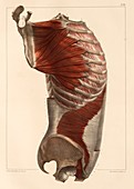 Lateral trunk muscles,1831 artwork