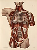 Trunk muscle anatomy,1831 artwork