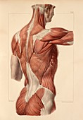 Superficial back muscles,1831 artwork