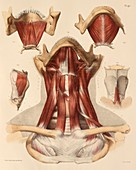 Neck muscle anatomy,1831 artwork