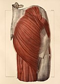 Pelvic-femoral muscles,1831 artwork