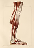 Lower leg muscles,1831 artwork