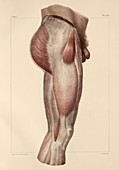 Fascia of the thigh,1831 artwork