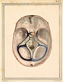Brain sinuses,1825 artwork