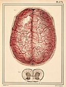 Brain membrane vessels,1825 artwork