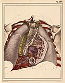 Pulmonary nerve plexus,1825 artwork