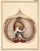 Heart-lung anatomy,1825 artwork