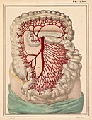 Intestinal arteries,1825 artwork