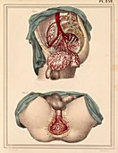 Male groin arteries,1825 artwork