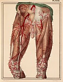 Arteries of the thigh,1825 artwork