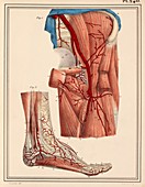 Femoral and foot arteries,1825 artwork