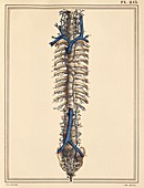 Vena cavae veins,1825 artwork