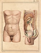 Abdominal anatomy,1825 artwork