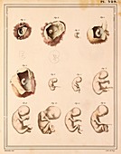 Foetal development stages,1825 artwork