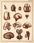 Foetal brain development,1825 artwork