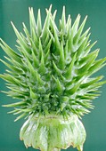 Thorn apple (Datura stramonium) seed pod