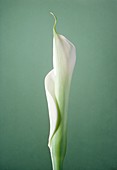 Arum sp. flower