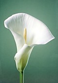 Arum sp. flower