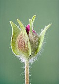 Rockrose (Cistus sp.) flowerbud