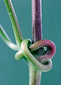 Old man's beard (Clematis vitalba) stem