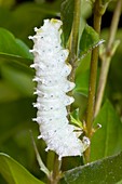 Silkmoth larva about to moult