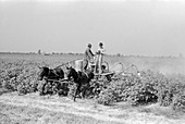 Spraying cotton against pests,1938