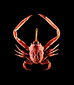 Male helmet crab