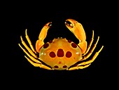 Spotted rock crab