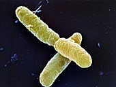 Burkholderia cepacia bacteria