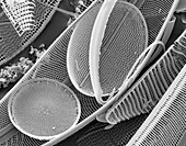 Diatom frustules,SEM