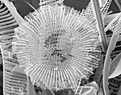 Diatom frustules,SEM
