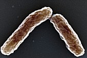 Legionella bacteria,SEM