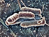 Pseudomonas bacteria,SEM