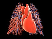 Heart-lung circulatory system,artwork