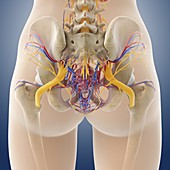 Female pelvic anatomy,artwork