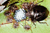 Hemipteran bug reproduction