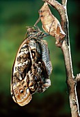 Owl butterfly adult emerging from cocoon