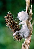 Wasp cocoons on a caterpillar
