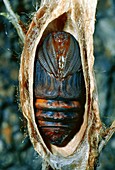Cecropia moth chrysalis