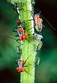 Mites parasitising aphids