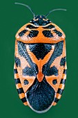 Ornate shield bug