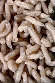 Blowfly maggots