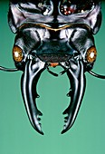 African stag beetle head